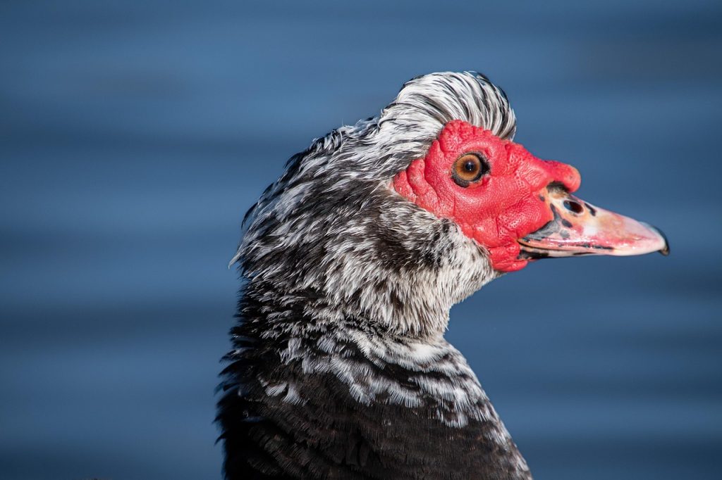 Muscovy duck