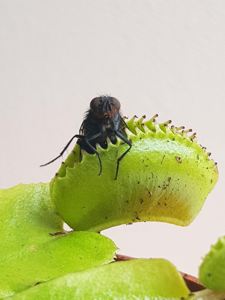 fly trap